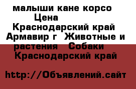 малыши кане корсо › Цена ­ 15 000 - Краснодарский край, Армавир г. Животные и растения » Собаки   . Краснодарский край